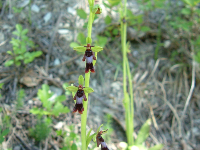 Insectifera ??